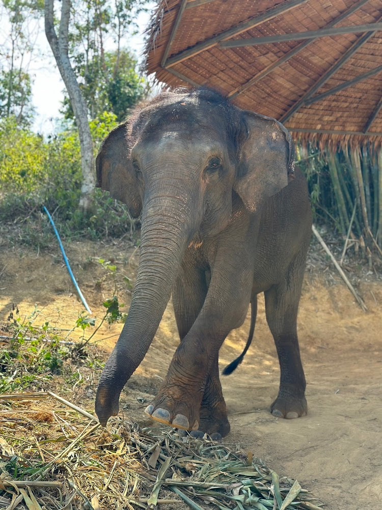 Jeab the elephant at Phuket Elephant Park